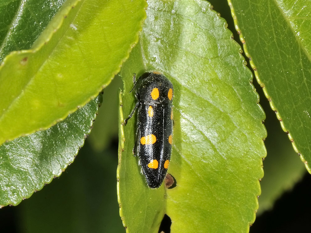 Ptosima undecimmaculata? (Buprestidae) con alcune variazioni